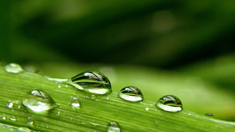 Symbolbild Umweltsimulation: Wassertropfen auf grünem Halm 