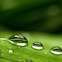 Symbolbild Umweltsimulation: Wassertropfen auf grünem Halm
