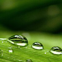 Symbolbild Umweltsimulation: Wassertropfen auf grünem Halm