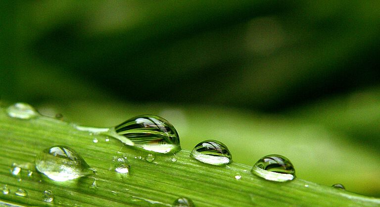 Symbolbild Umweltsimulation: Wassertropfen auf grünem Halm