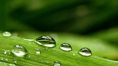 Symbolbild Umweltsimulation: Wassertropfen auf grünem Halm